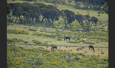 Aethiopien (Ethiopia)