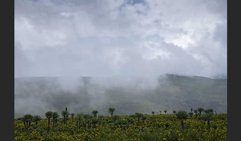 Aethiopien (Ethiopia)