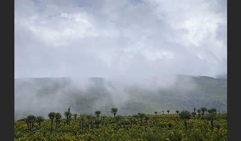 Aethiopien (Ethiopia)