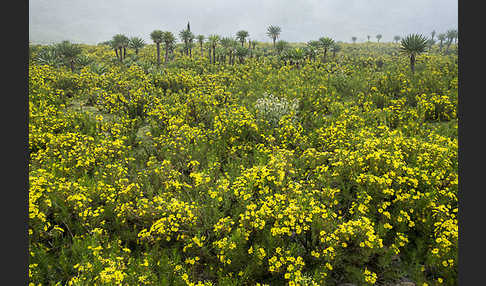 Aethiopien (Ethiopia)