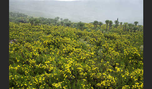 Aethiopien (Ethiopia)