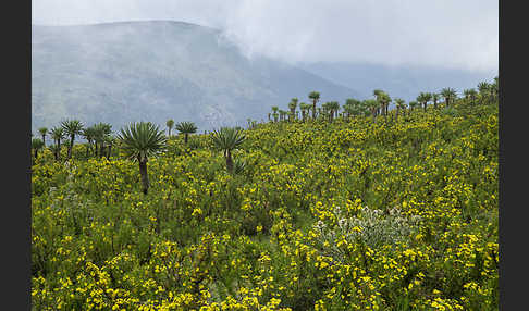 Aethiopien (Ethiopia)