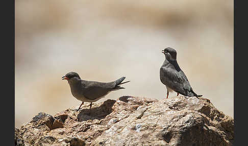 Halsband-Brachschwalbe (Glareola nuchalis)