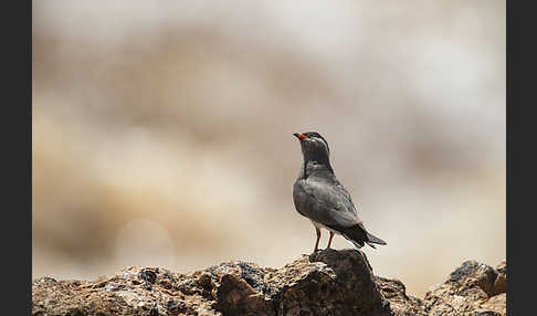 Halsband-Brachschwalbe (Glareola nuchalis)