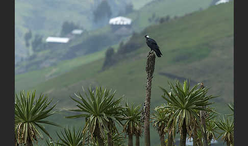 Erzrabe (Corvus crassirostris)