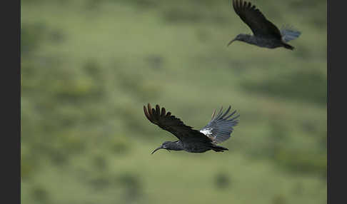 Klunkeribis (Bostrychia carunculata)