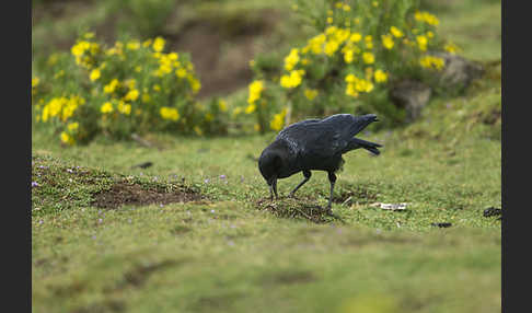 Kapkrähe (Corvus capensis)