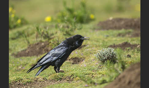 Kapkrähe (Corvus capensis)