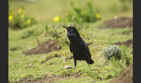 Kapkrähe (Corvus capensis)