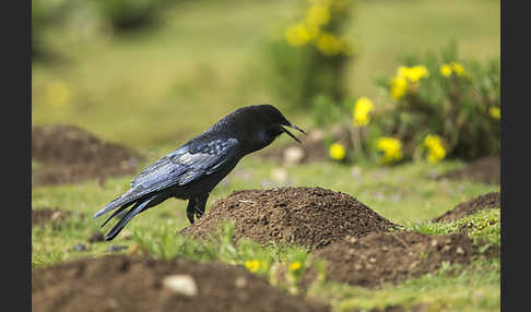 Kapkrähe (Corvus capensis)