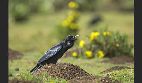 Kapkrähe (Corvus capensis)