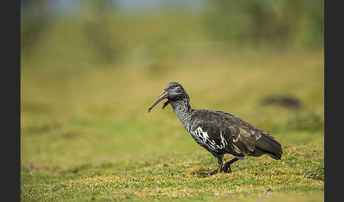 Klunkeribis (Bostrychia carunculata)