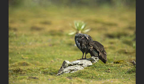 Klunkeribis (Bostrychia carunculata)