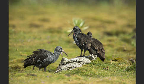 Klunkeribis (Bostrychia carunculata)