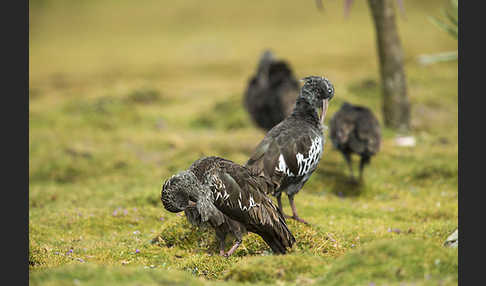 Klunkeribis (Bostrychia carunculata)