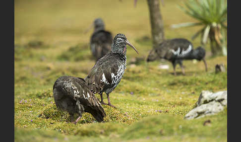 Klunkeribis (Bostrychia carunculata)