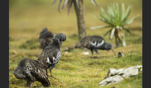 Klunkeribis (Bostrychia carunculata)