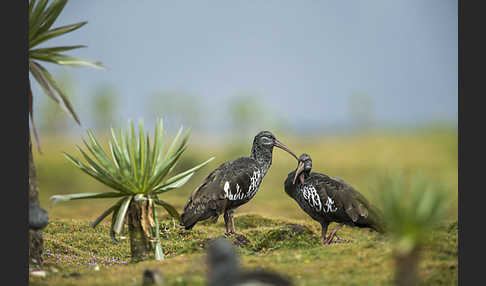 Klunkeribis (Bostrychia carunculata)