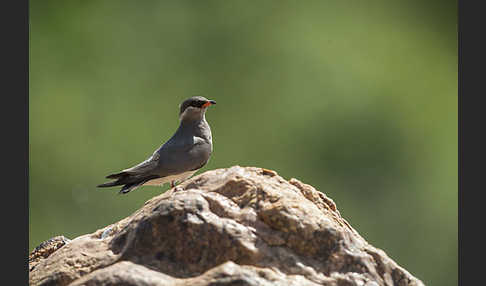 Halsband-Brachschwalbe (Glareola nuchalis)