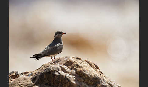 Halsband-Brachschwalbe (Glareola nuchalis)