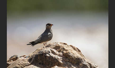 Halsband-Brachschwalbe (Glareola nuchalis)