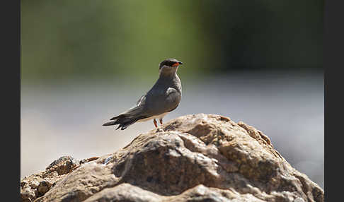 Halsband-Brachschwalbe (Glareola nuchalis)