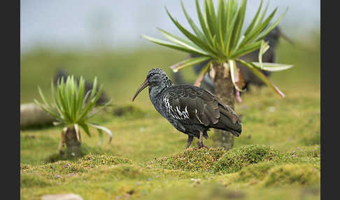 Klunkeribis (Bostrychia carunculata)