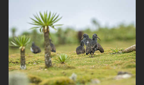 Klunkeribis (Bostrychia carunculata)