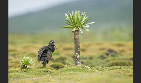 Klunkeribis (Bostrychia carunculata)