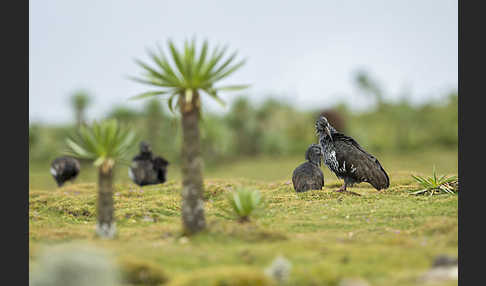 Klunkeribis (Bostrychia carunculata)