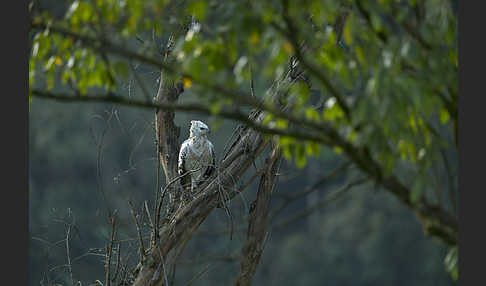 Kronenadler (Stephanoaetus coronatus)