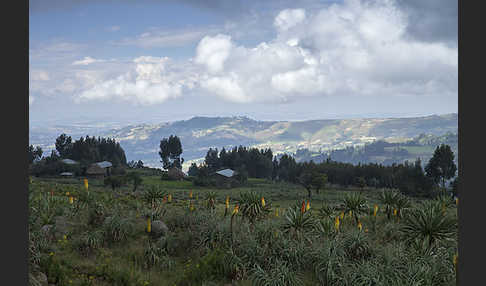 Fackellilie (Kniphofia foliosa)