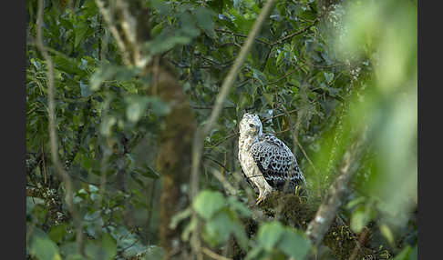 Kronenadler (Stephanoaetus coronatus)