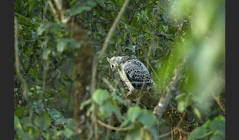 Kronenadler (Stephanoaetus coronatus)