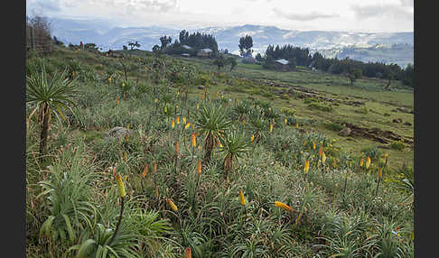 Fackellilie (Kniphofia foliosa)