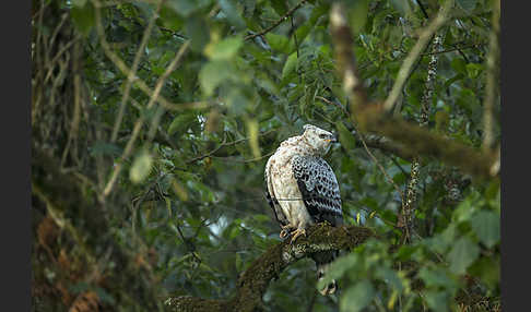 Kronenadler (Stephanoaetus coronatus)