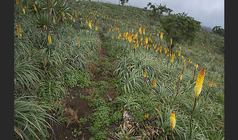 Fackellilie (Kniphofia foliosa)