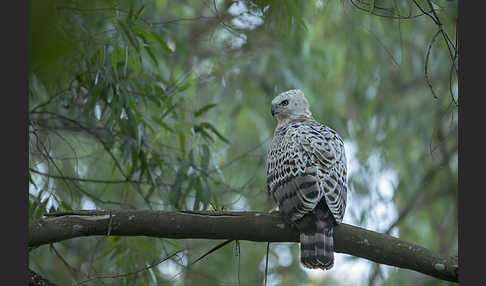 Kronenadler (Stephanoaetus coronatus)