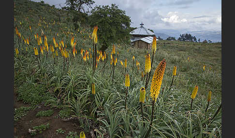 Fackellilie (Kniphofia foliosa)