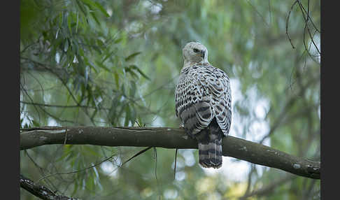 Kronenadler (Stephanoaetus coronatus)