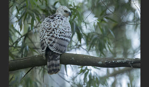 Kronenadler (Stephanoaetus coronatus)