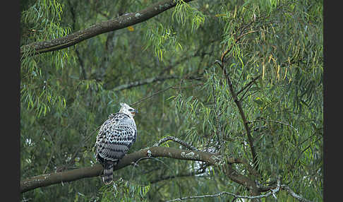 Kronenadler (Stephanoaetus coronatus)