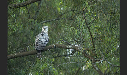 Kronenadler (Stephanoaetus coronatus)