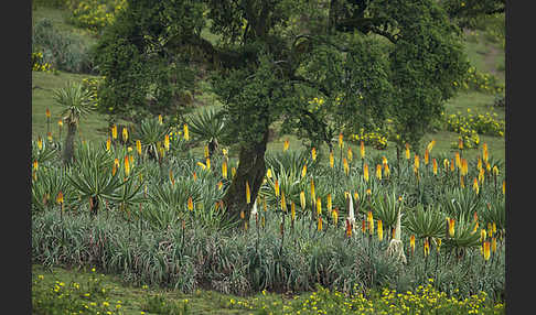 Fackellilie (Kniphofia foliosa)