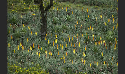 Fackellilie (Kniphofia foliosa)