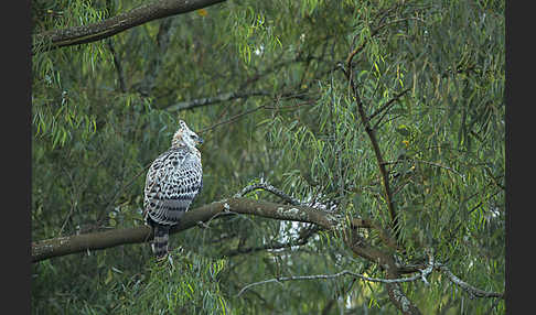 Kronenadler (Stephanoaetus coronatus)