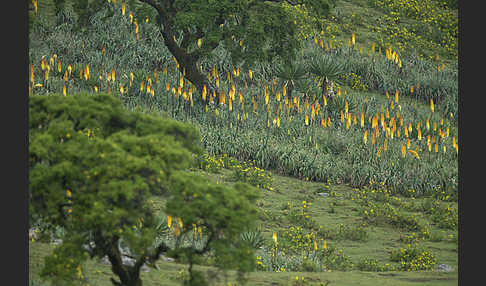 Fackellilie (Kniphofia foliosa)