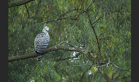 Kronenadler (Stephanoaetus coronatus)