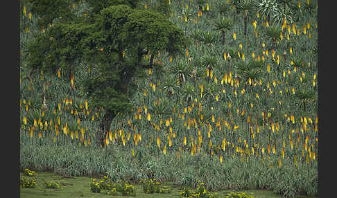 Fackellilie (Kniphofia foliosa)