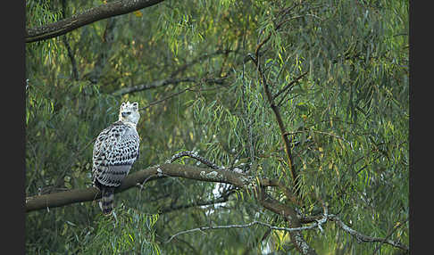 Kronenadler (Stephanoaetus coronatus)